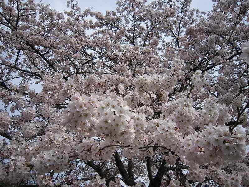 「渋川市総合公園の「桜」　見頃です！」