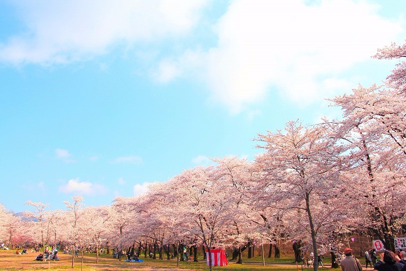 赤城南面　千本　桜まつり