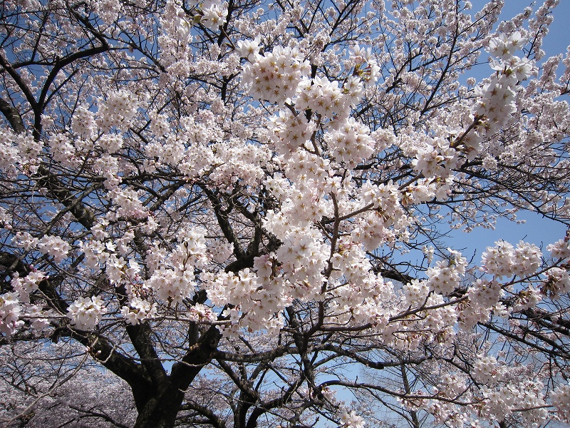 渋川市総合公園の「桜」 (4月1日更新）
