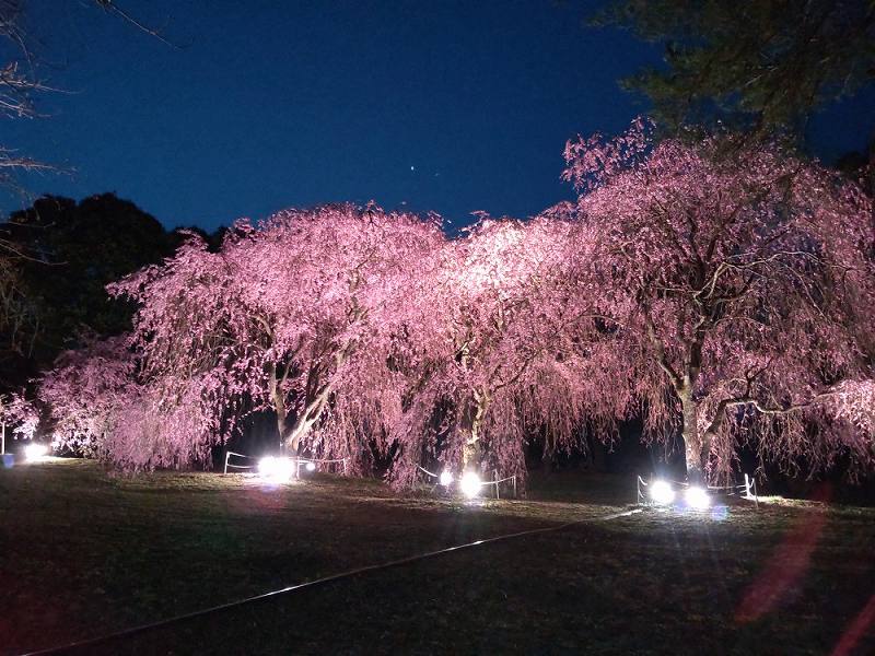 渋川市総合公園の「桜」ライトアップ中！※終了いたしました