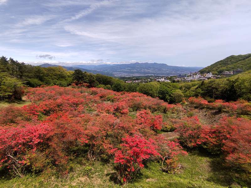 長峰公園の「ヤマツツジ」　見頃を迎えました！　【5月11日の様子】