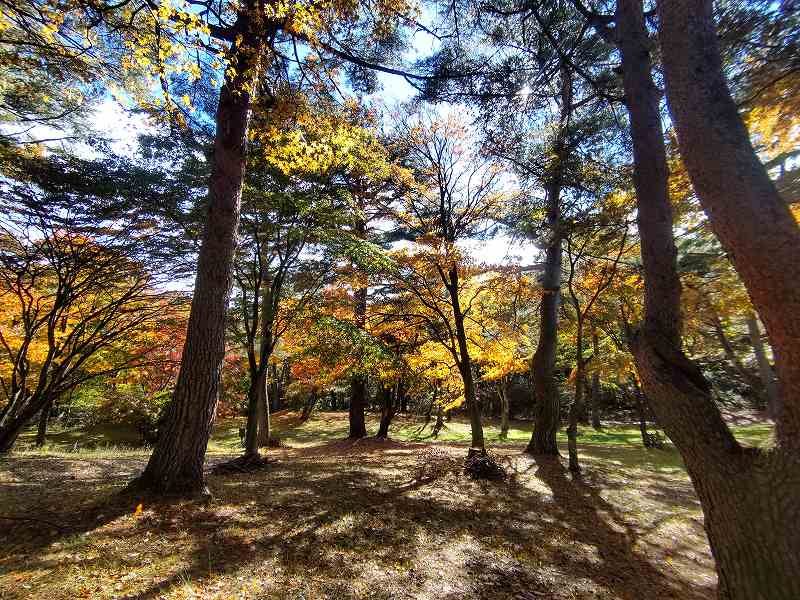 『上ノ山公園の紅葉』見頃です！
