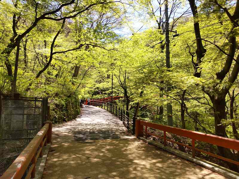 「河鹿橋周辺の新緑」が優しく迎えてくれる季節となりました！